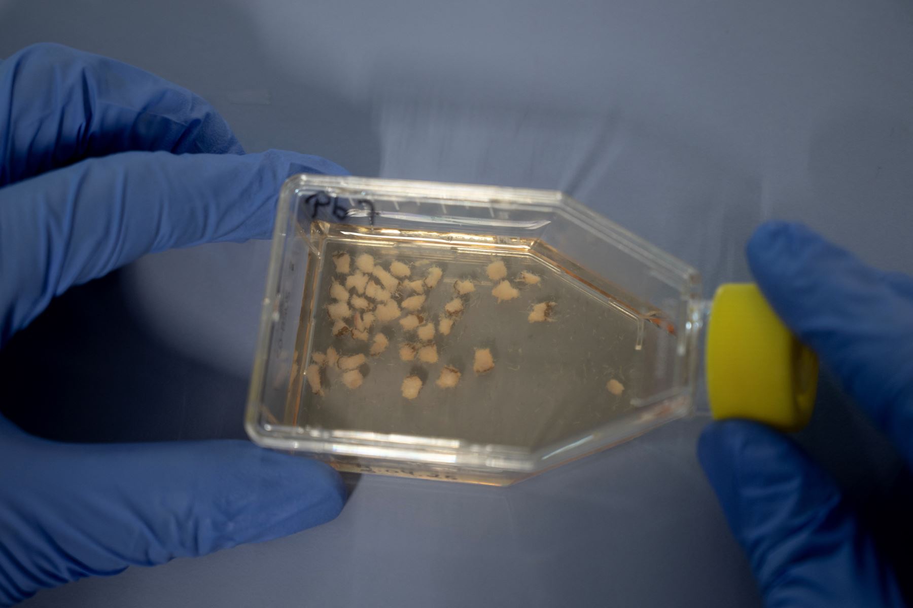 La toxicóloga belga Laura Pirard, especializada en mamíferos marinos, muestra muestras de cortes de biopsia de tejido adiposo de osos polares, en un laboratorio a bordo del rompehielos científico 