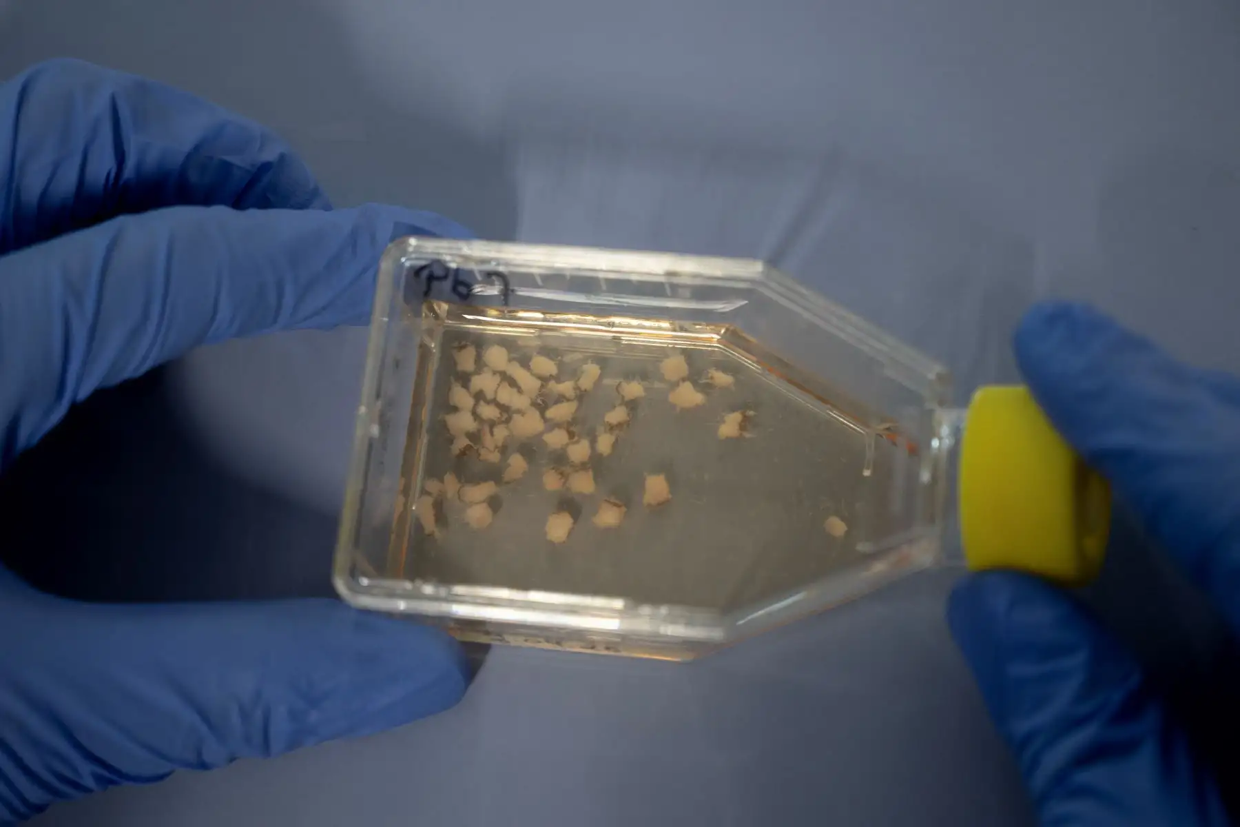 La toxicóloga belga Laura Pirard, especializada en mamíferos marinos, muestra muestras de cortes de biopsia de tejido adiposo de osos polares, en un laboratorio a bordo del rompehielos científico 