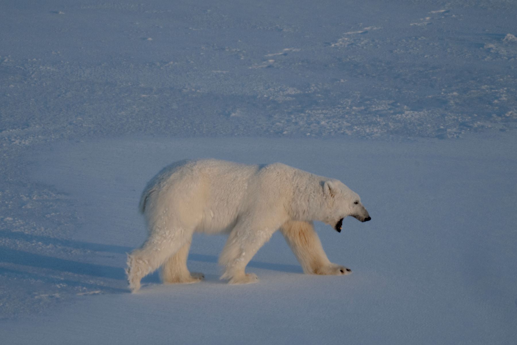 Un oso polar macho camina sobre el hielo marino cerca de los glaciares en el este de Spitzbergen, en el archipiélago de Svalbard. AFP