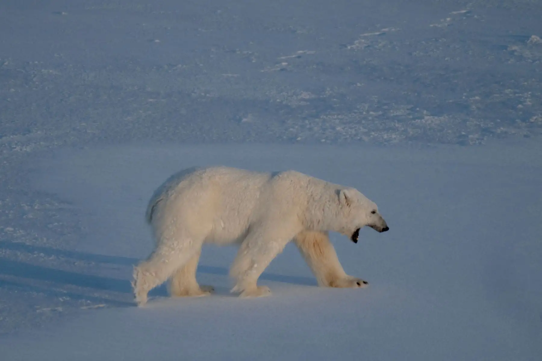 Un oso polar macho camina sobre el hielo marino cerca de los glaciares en el este de Spitzbergen, en el archipiélago de Svalbard. AFP