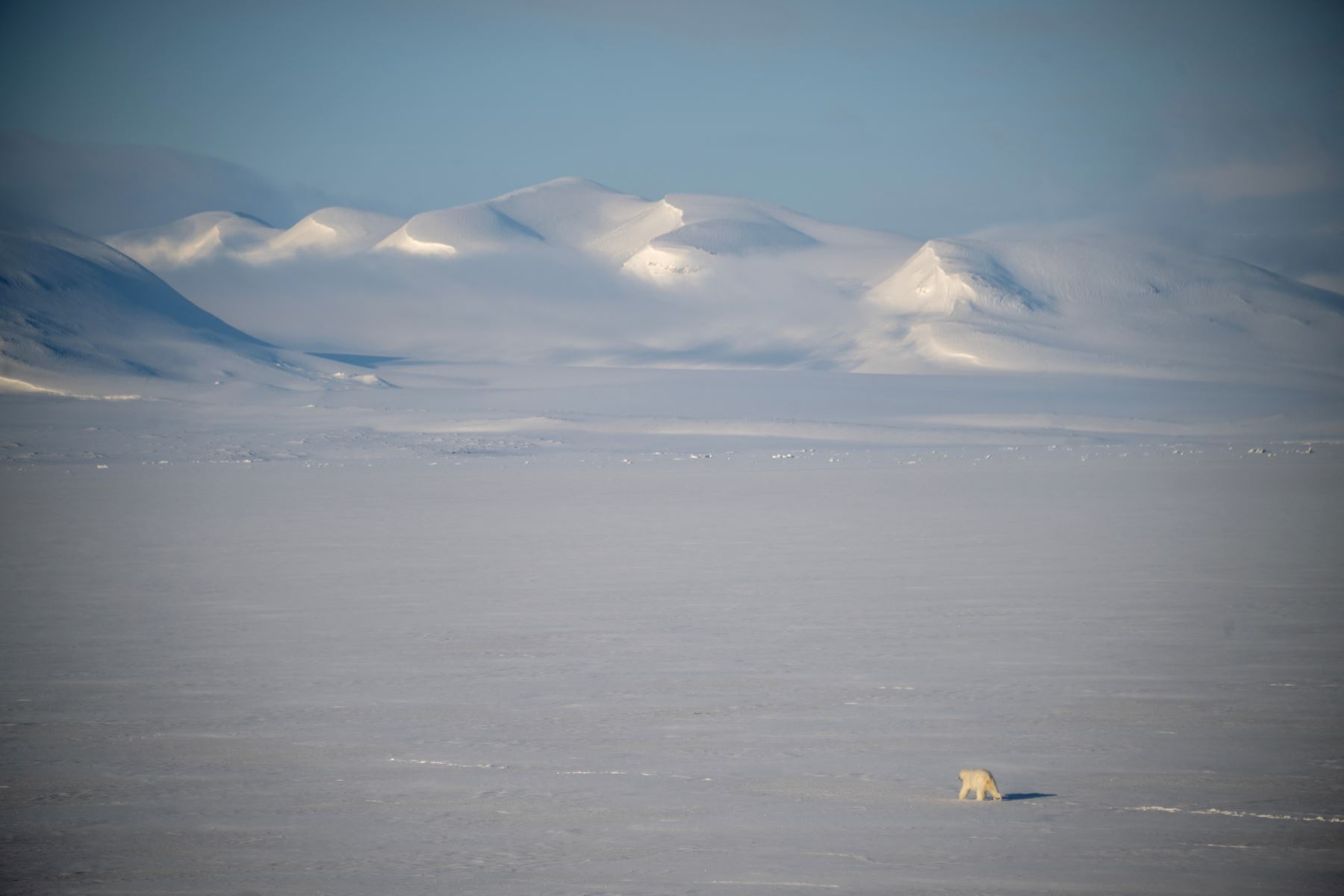 Un oso polar macho camina sobre el hielo marino cerca de los glaciares en el este de Spitzbergen, en el archipiélago de Svalbard. AFP