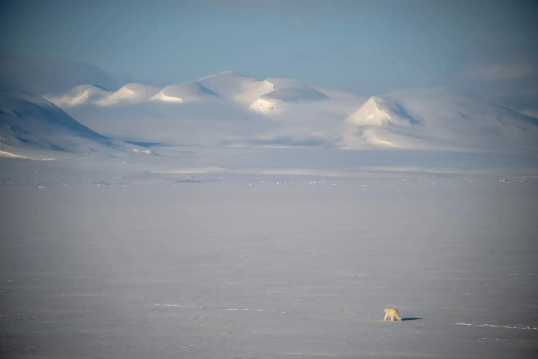 Un oso polar macho camina sobre el hielo marino cerca de los glaciares en el este de Spitzbergen, en el archipiélago de Svalbard. AFP
