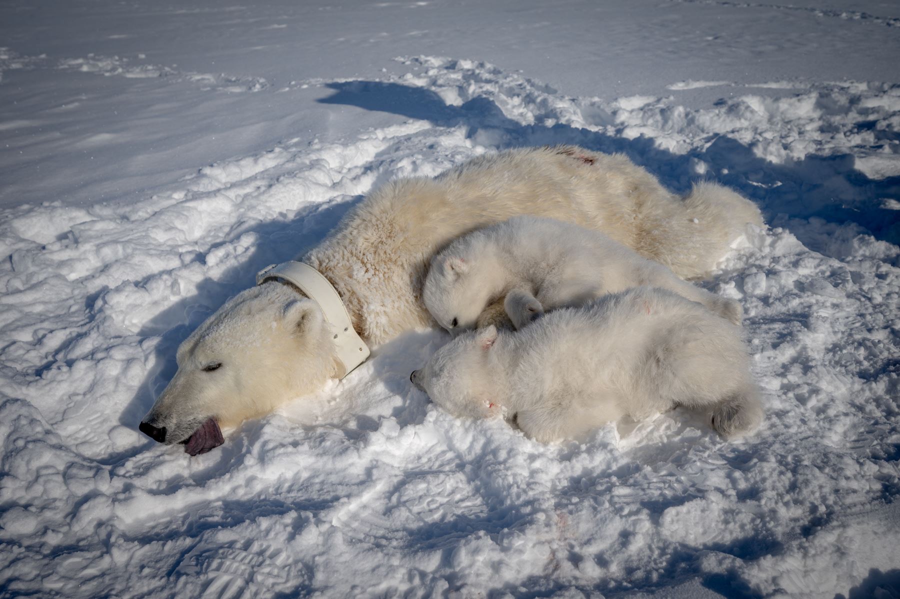El Instituto Polar Noruego,  organizó una expedición de cinco semanas a bordo del buque de investigación de alta tecnología y rompehielos Kronprins Haakon para recolectar biopsias de tejido adiposo y muestras de sangre de osos polares con el fin de estudiar el impacto de los contaminantes en su salud. AFP