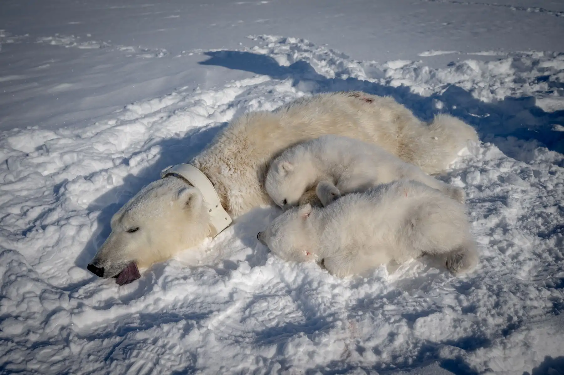 El Instituto Polar Noruego,  organizó una expedición de cinco semanas a bordo del buque de investigación de alta tecnología y rompehielos Kronprins Haakon para recolectar biopsias de tejido adiposo y muestras de sangre de osos polares con el fin de estudiar el impacto de los contaminantes en su salud. AFP