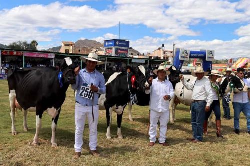 La actividad ganadera en Cajamarca es dinámica. ANDINA/Difusión