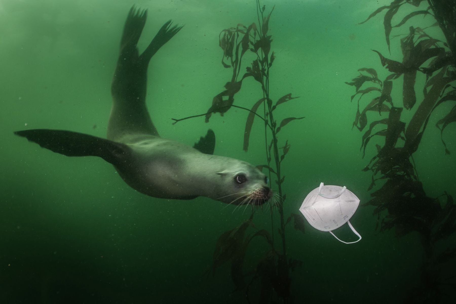 19 de noviembre de 2020

Un curioso león marino de California nada hacia una máscara en el sitio de buceo Breakwater en Monterey, California, EE. UU. Foto: World Press Photo (Ralph Pace)