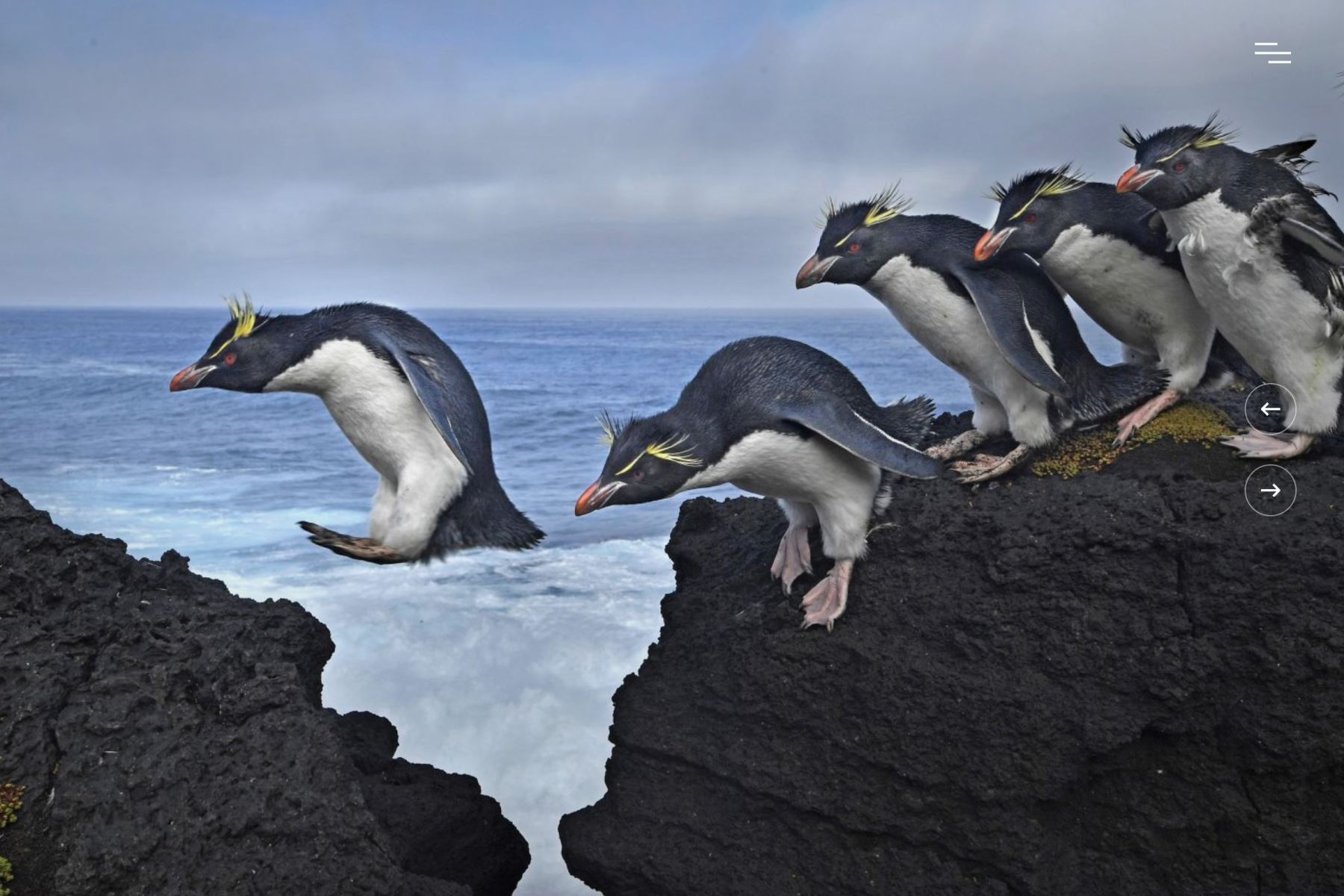 18 de abril de 2017

Los pingüinos de penacho amarillo hacen honor a su nombre al navegar por la escarpada costa de la isla Marion, un territorio antártico sudafricano en el océano Índico. Foto: World Press Photo (Thomas P. Peschak)