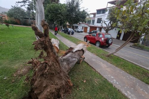 Tres vehículos resultan dañados por árbol caído en Las Viñas, La Molina