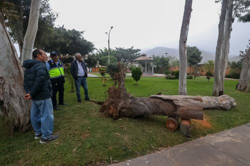 Tres vehículos estacionados en el perímetro del parque La Huaca, del barrio de Las Viñas del distrito de La Molina fueron afectados visiblemente tras la caída de un árbol debido a los fuertes vientos que llegaron a Lima el día de ayer.  Foto: ANDINA/Juan Carlos Guzmán Negrini