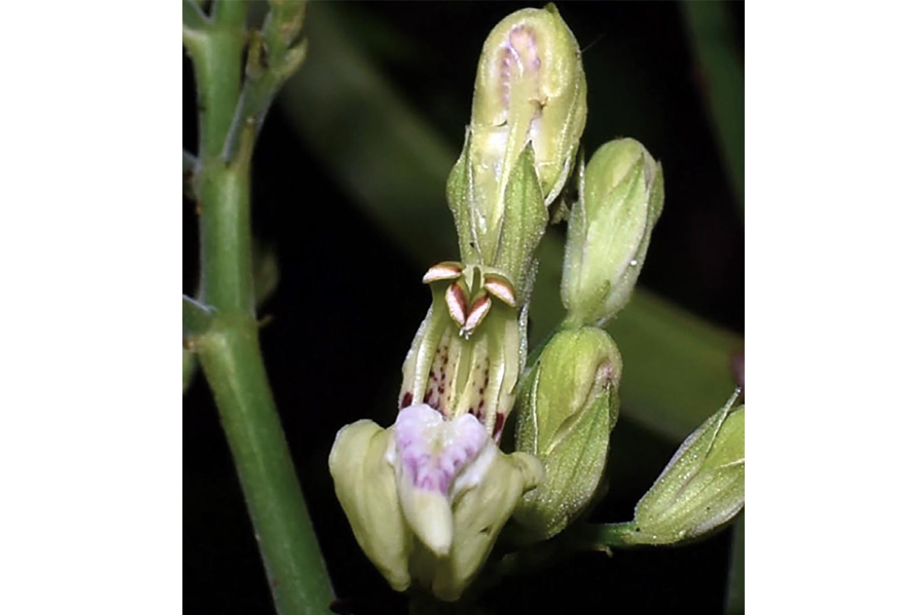 El hallazgo fortalece el rol de las áreas naturales protegidas como refugios clave para la flora endémica y centros de investigación científica. Foto: ANDINA/Sernanp