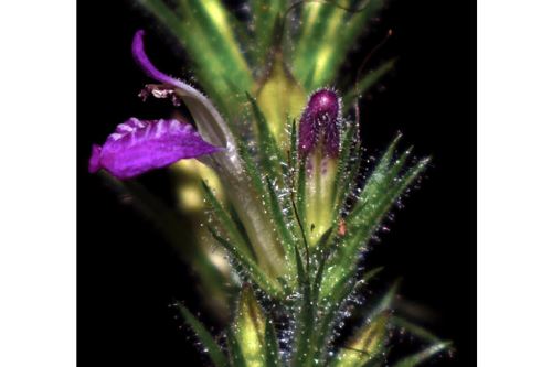 El hallazgo fortalece el rol de las áreas naturales protegidas como refugios clave para la flora endémica y centros de investigación científica. Foto: ANDINA/Sernanp