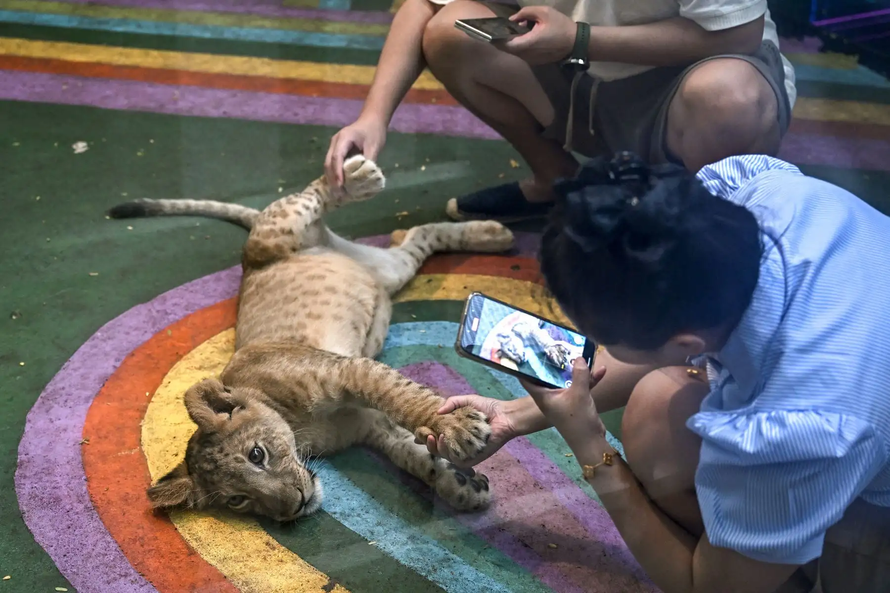Turistas jugando con un cachorro de león en un café de Bangkok.  Foto: AFP