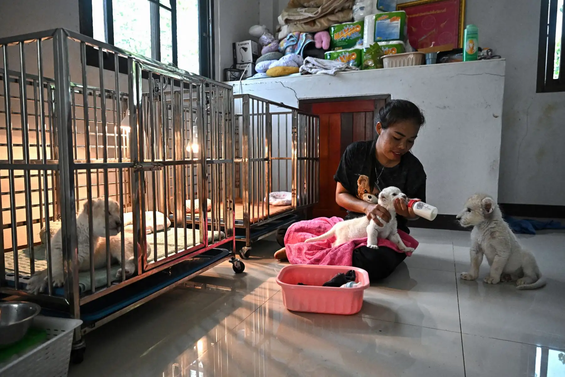 León de ocho días siendo alimentado con leche en un centro de cría en la provincia de Chachoengsao. AFP