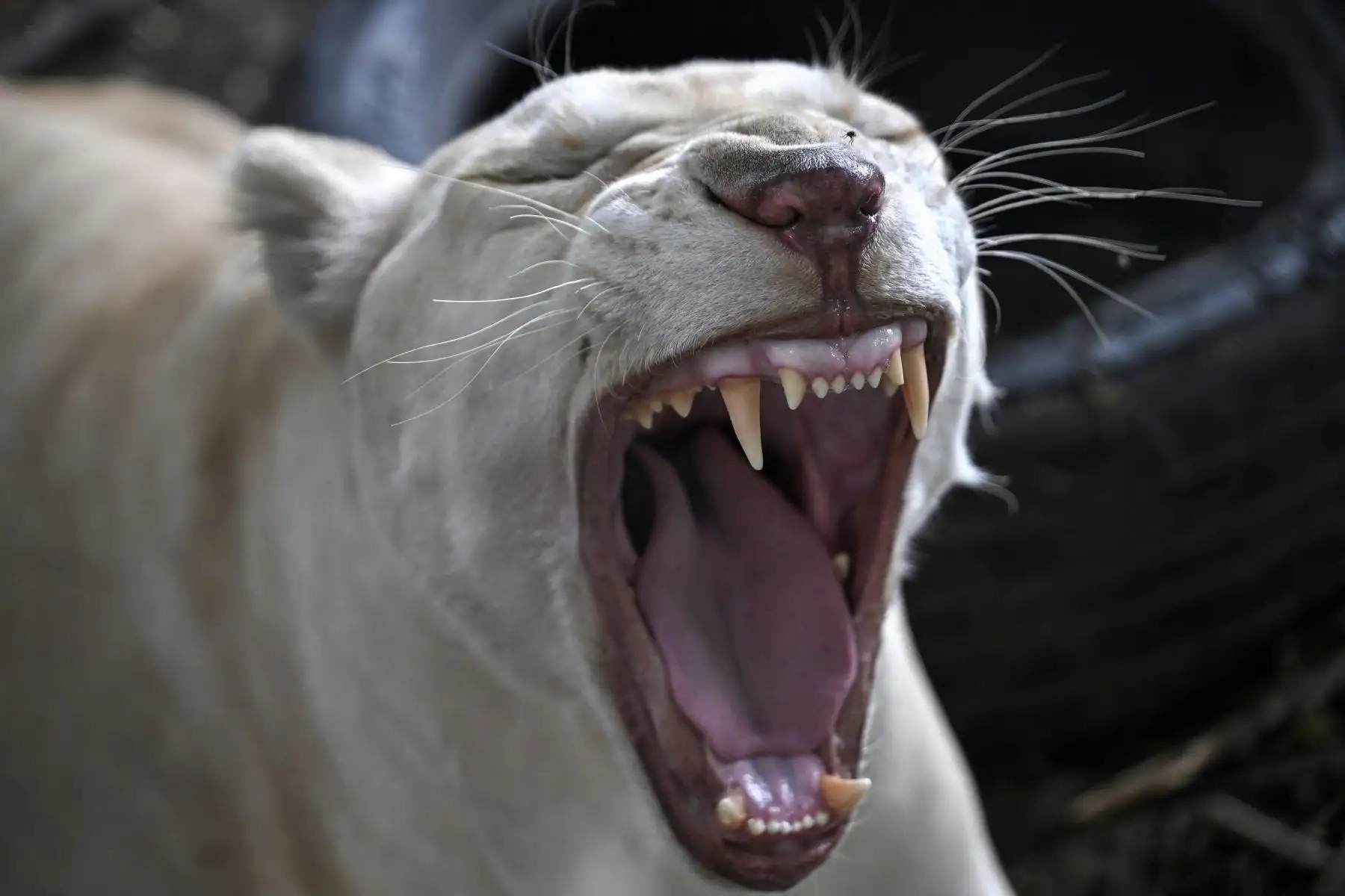 Leona mascota, "Jam", perteneciente al taller mecánico y propietario y ávido tiktoker Tharnuwarht Plengkemratch, bostezando dentro de un recinto en Chiang Mai. AFP