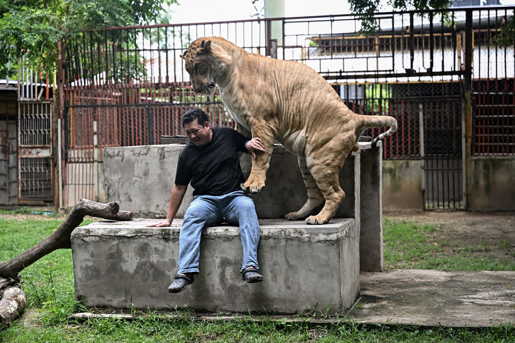 Tharnuwarht Plengkemratch, propietario de un taller mecánico y ávido tiktoker, interactúa con su mascota híbrida de león y tigre "Big George" en Chiang Mai. AFP