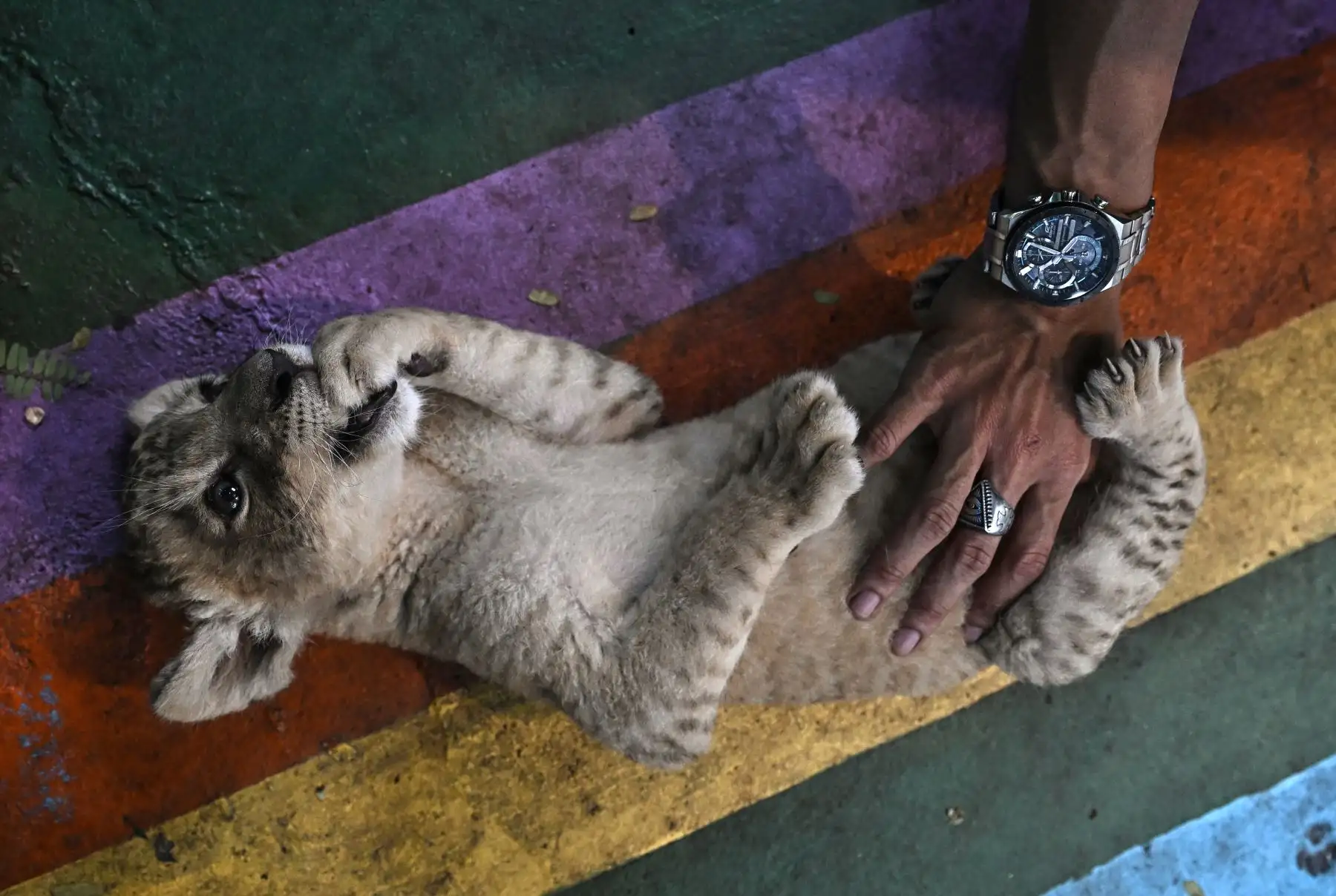 Un cuidador acaricia a un cachorro de león de un mes en un café para animales en Bangkok. AFP