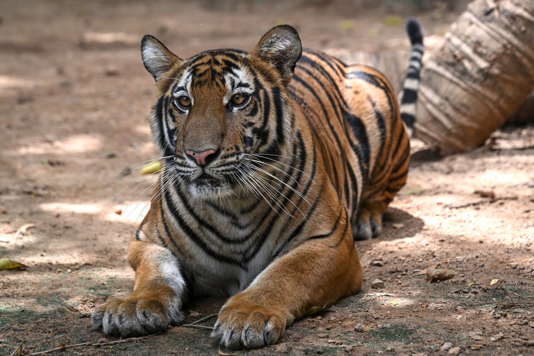 Un tigre que fue confiscado por el Departamento de Parques Nacionales de Tailandia, sentado dentro de un recinto en el Santuario de Vida Silvestre Bueng Chawak en la provincia de Suphanburi. AFP