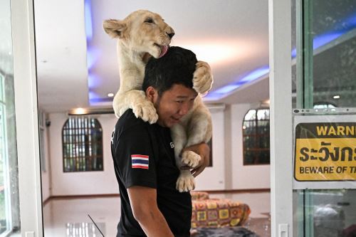 El preocupante auge de los leones domésticos en Tailandia