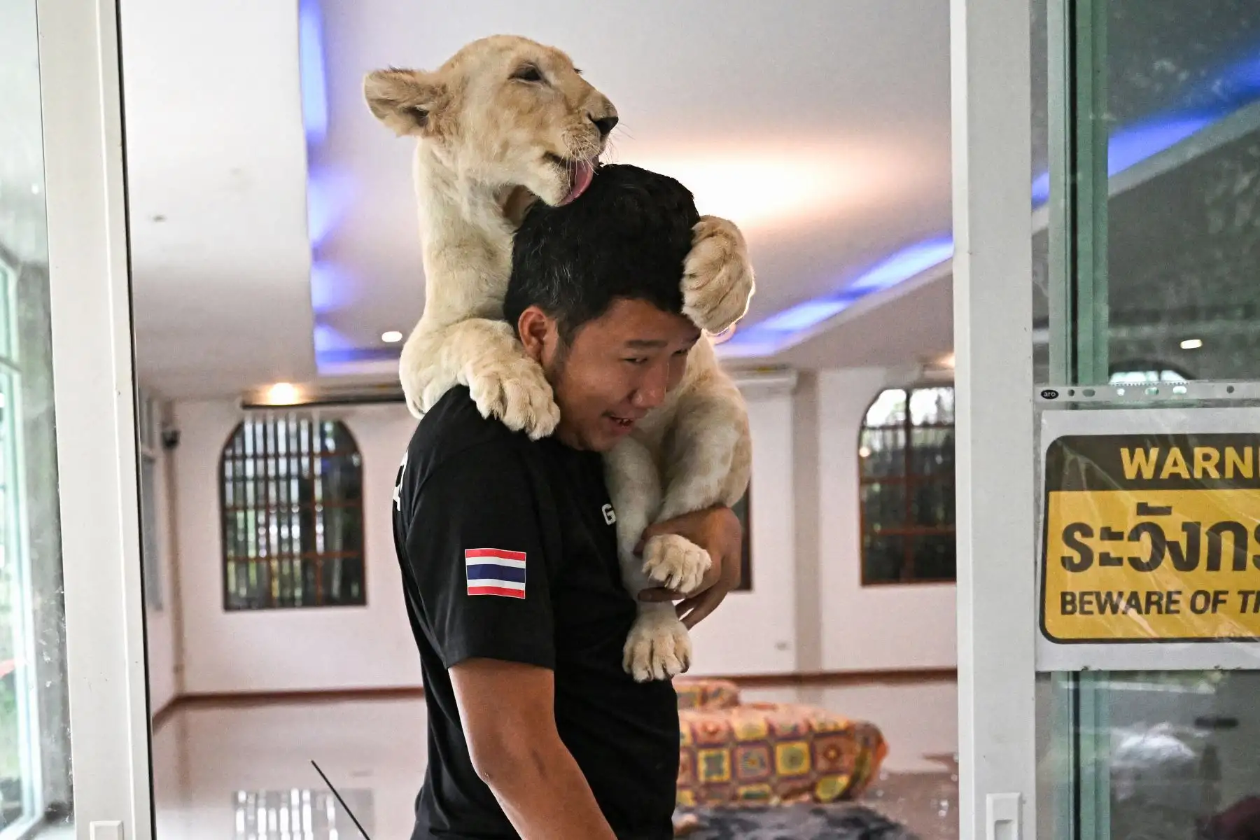 Un cuidador de leones juega con un cachorro en un café de Chiang Mai. AFP