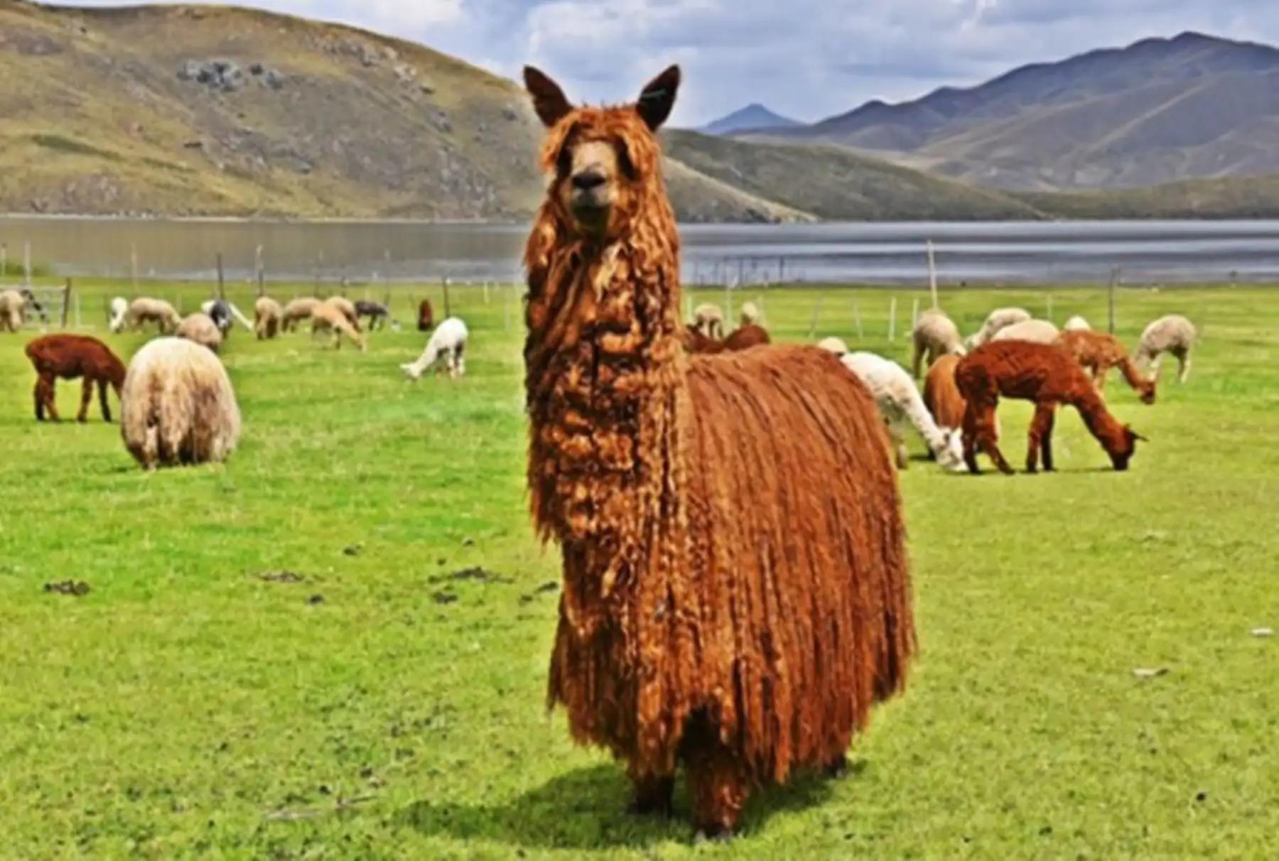 La alpaca es uno de los auquénidos que se crían en las zonas altoandinas por su fibra para la industria textil. ANDINA/Difusión