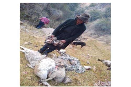 Vecinos y dirigentes comunales también han solicitado que se declare la zona en emergencia y que se implementen medidas de prevención en áreas de pastoreo expuestas a condiciones climáticas adversas.