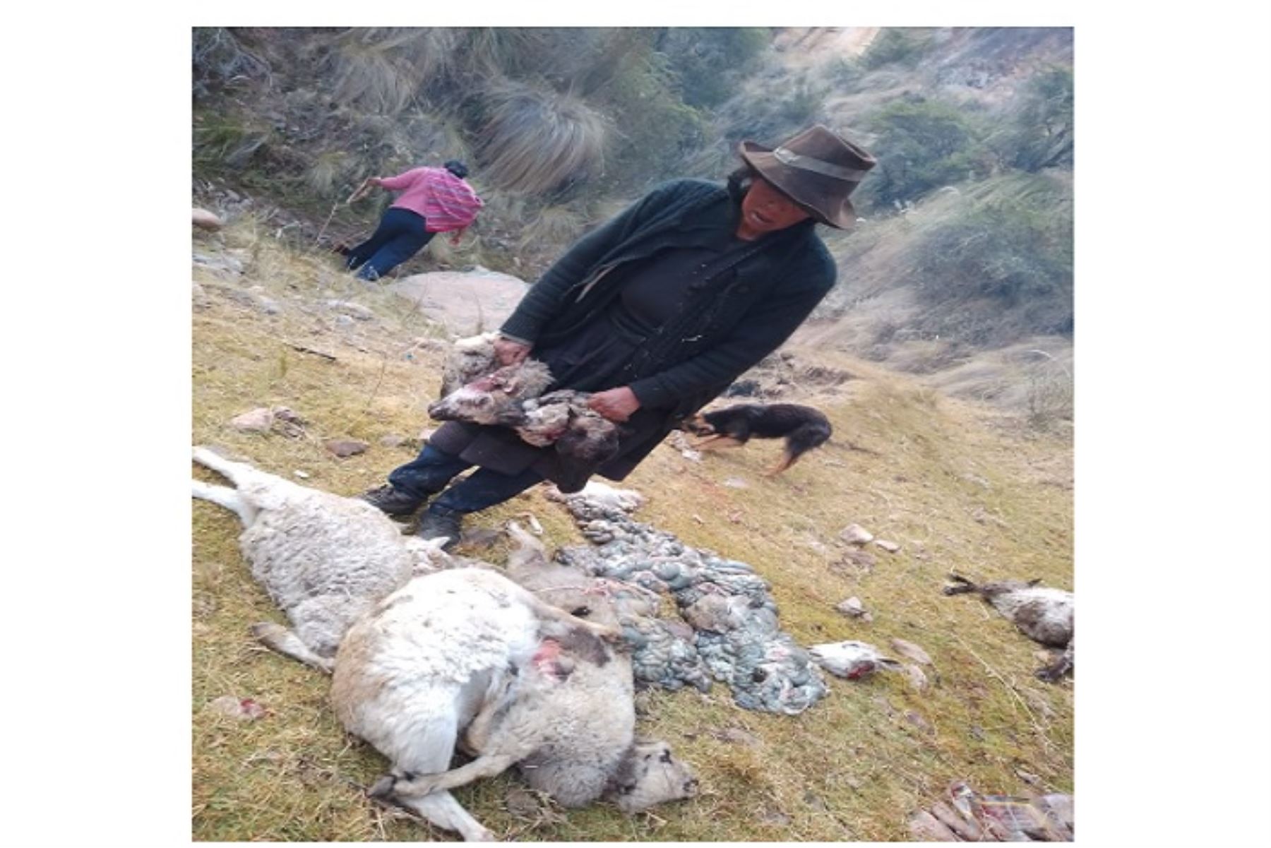 Vecinos y dirigentes comunales también han solicitado que se declare la zona en emergencia y que se implementen medidas de prevención en áreas de pastoreo expuestas a condiciones climáticas adversas.