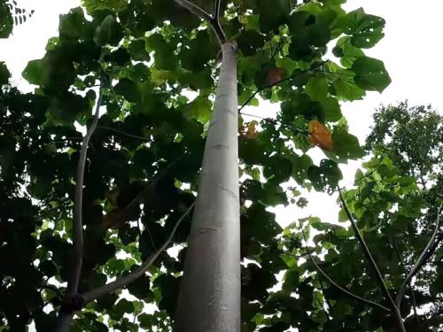 Serfor promueve la cadena productiva de plantaciones forestales de las maderas tornillo y balsa que tienen un valor comercial. ANDINA/Difusión