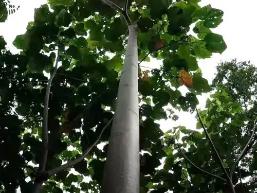 Serfor promueve la cadena productiva de plantaciones forestales de las maderas tornillo y balsa que tienen un valor comercial. ANDINA/Difusión