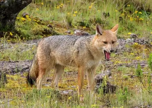 Un ejemplar de zorro andino fue registrado en el Santuario Nacional de Calipuy. Esta área natural protegida es ideal para la preservación de esta especie que se hizo conocida por Run Run, el famoso zorro andino que fue criado como mascota en Lima. ANDINA/Difusión