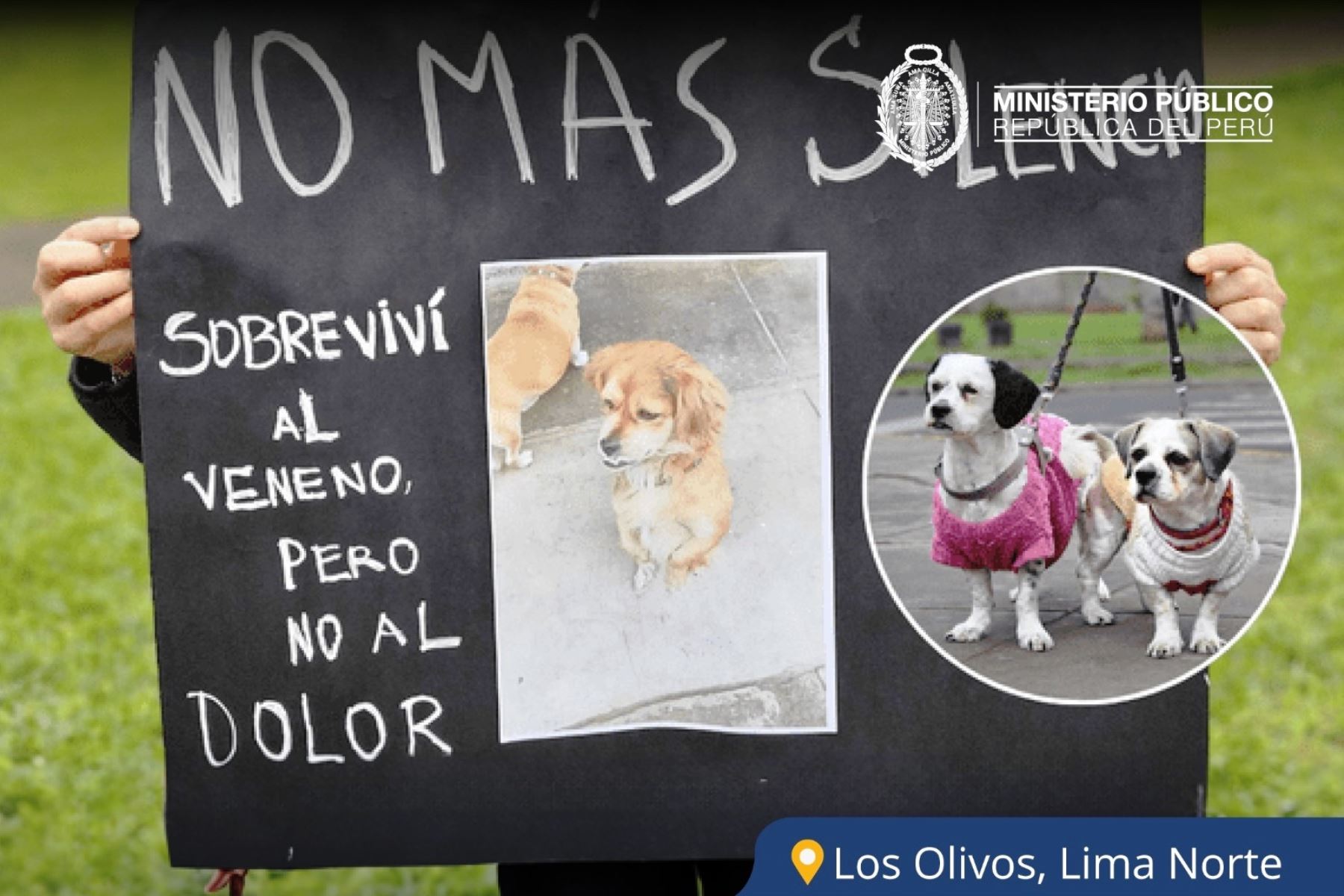 Los Olivos: Fiscalía abre investigación por envenenamiento de 12 perros en un parque. Foto: ANDINA/Difusión.