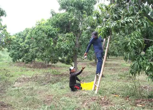 Tacna se convirtió en la primera región en destinar recursos del canon minero para combatir la plaga de la mosca de la fruta. Esta medida permitirá beneficiar a más de 19,600 productores tacneños. ANDINA/Difusión