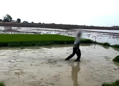 Reportan caso de trabajo infantil en Tumbes. Sunafil detectó a cuatro menores realizando trabajos en campos de arroz ubicados en el distrito de Corrales. ANDINA/Difusión