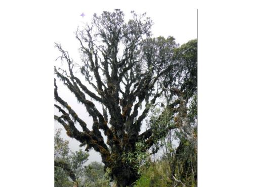 Descubren una nueva especie de árbol en la Reserva de Biósfera Oxapampa-Asháninka-Yánesha, región Pasco. ANDINA/Difusión