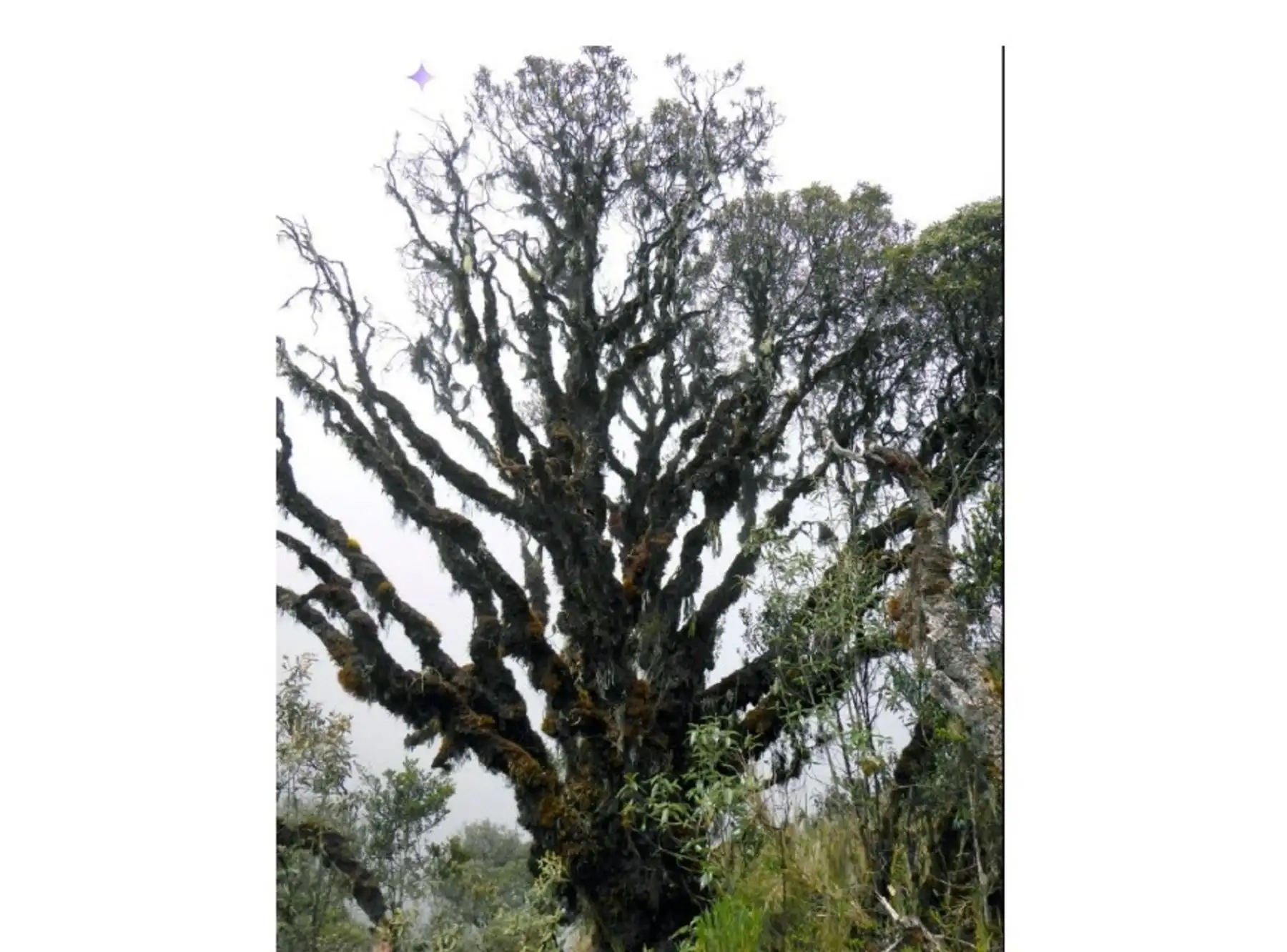 Descubren una nueva especie de árbol en la Reserva de Biósfera Oxapampa-Asháninka-Yánesha, región Pasco. ANDINA/Difusión