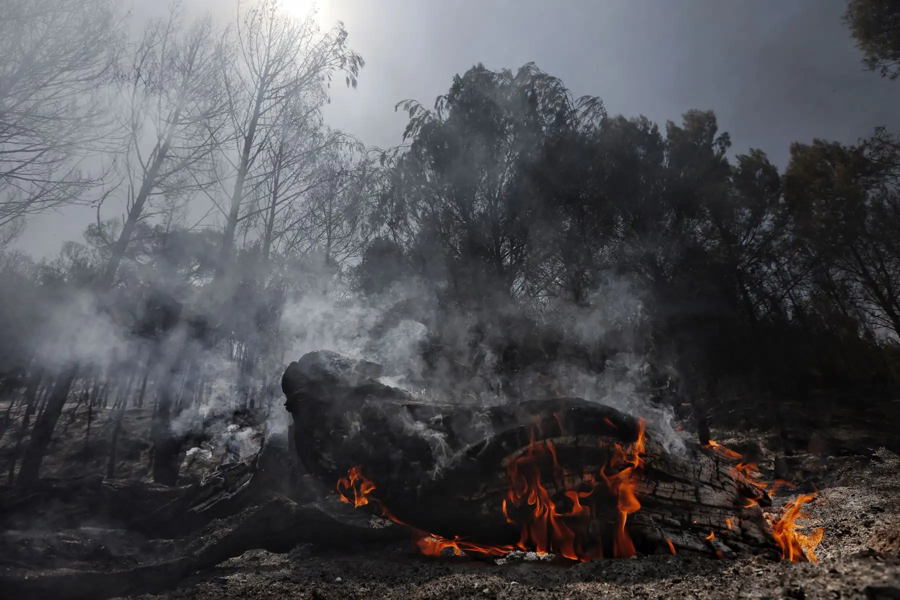Área afectada por el incendio que desde el sábado a la noche se mantiene activo en un paraje forestal de la localidad navarra de Carcastillo.
Foto: EFE