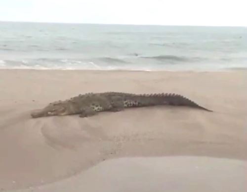 Reportan presencia de cocodrilos en playas de Tumbes.