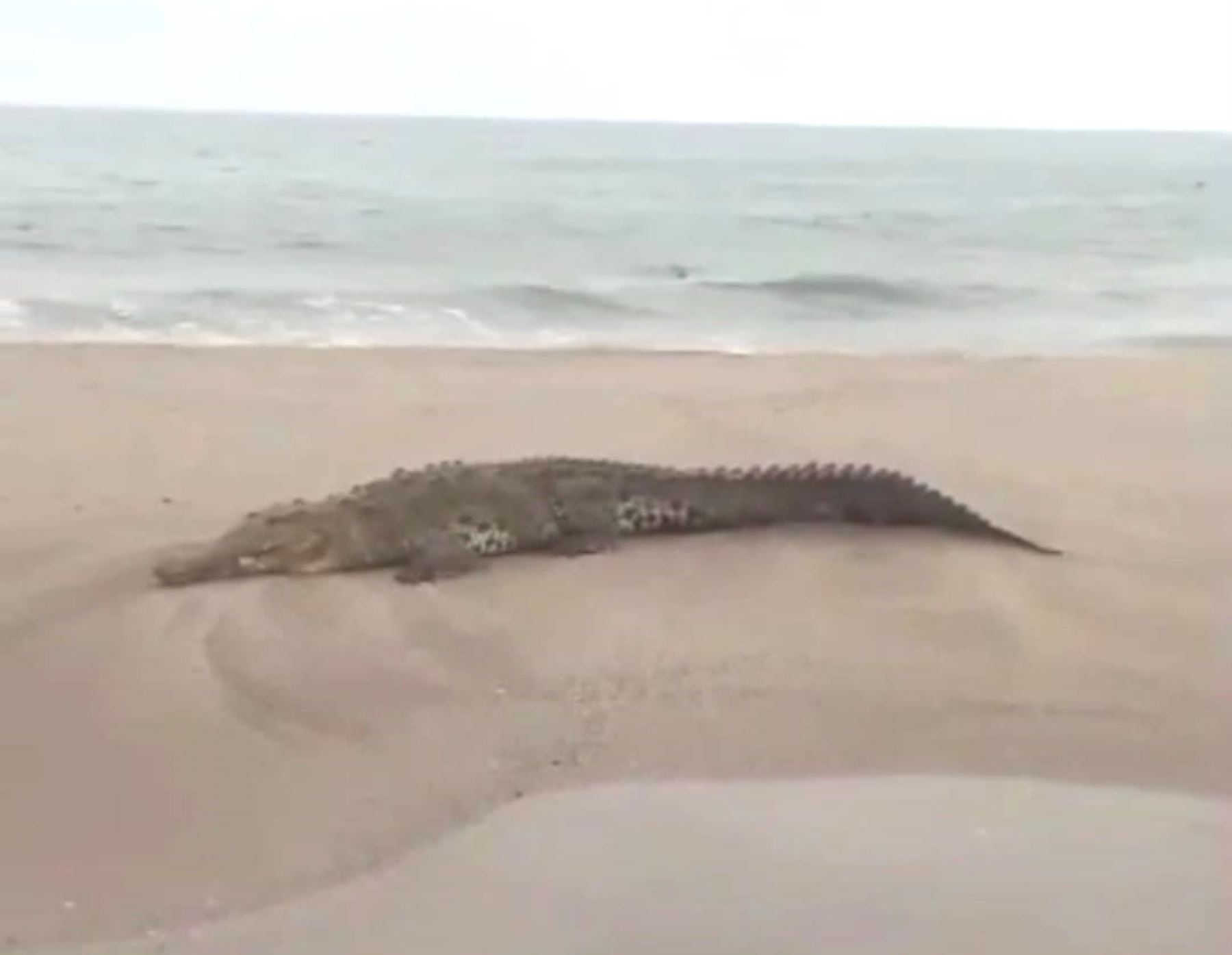 Reportan presencia de cocodrilos en playas de Tumbes.