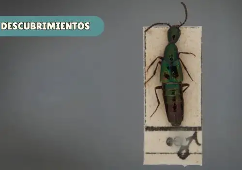 Un equipo internacional de entomólogos identificó dos nuevas especies de escarabajos en Cusco, a más de 3,000 metros de altitud, informó el Museo de Historia Natural. ANDINA/Difusión