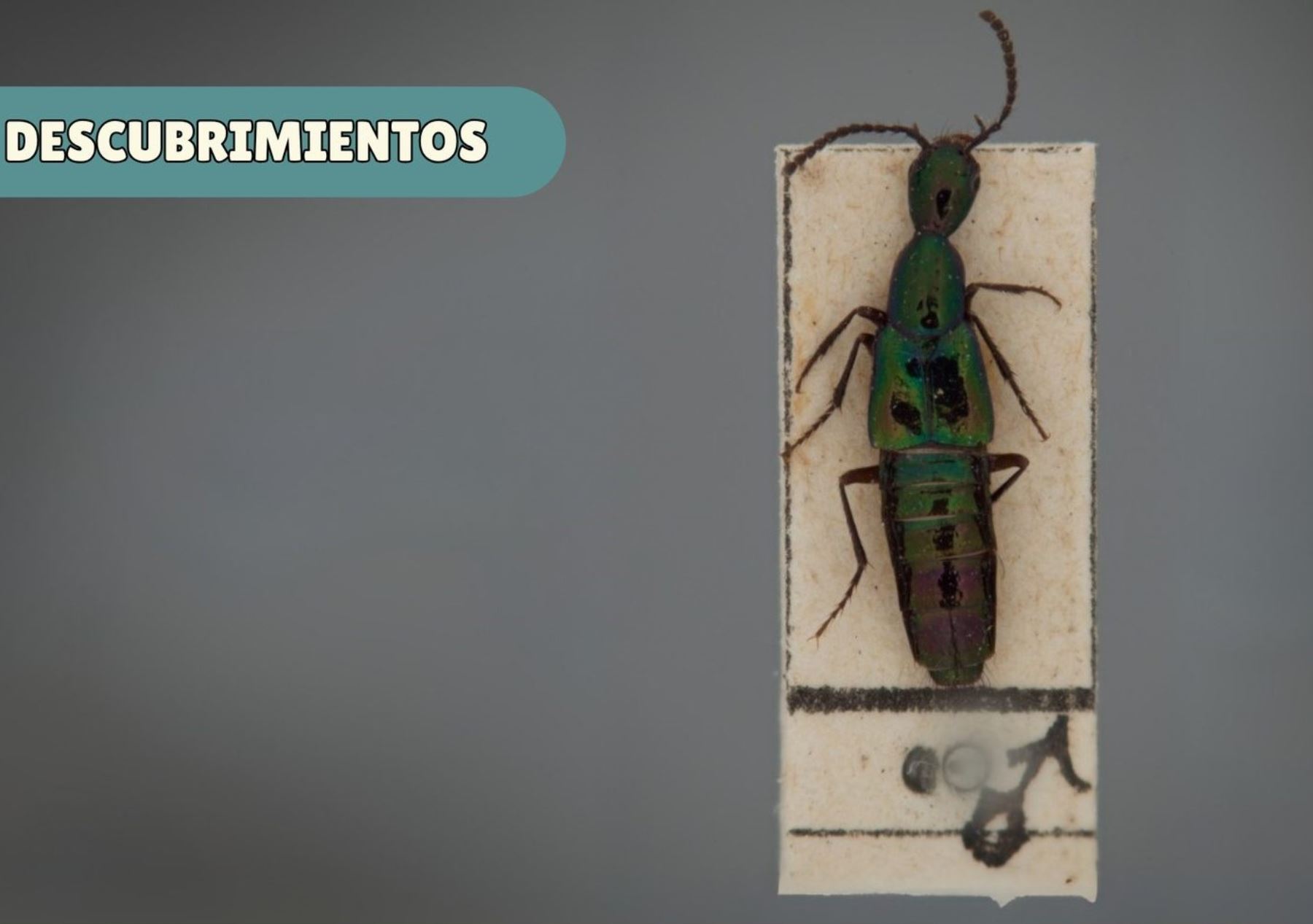 Un equipo internacional de entomólogos identificó dos nuevas especies de escarabajos en Cusco, a más de 3,000 metros de altitud, informó el Museo de Historia Natural. ANDINA/Difusión