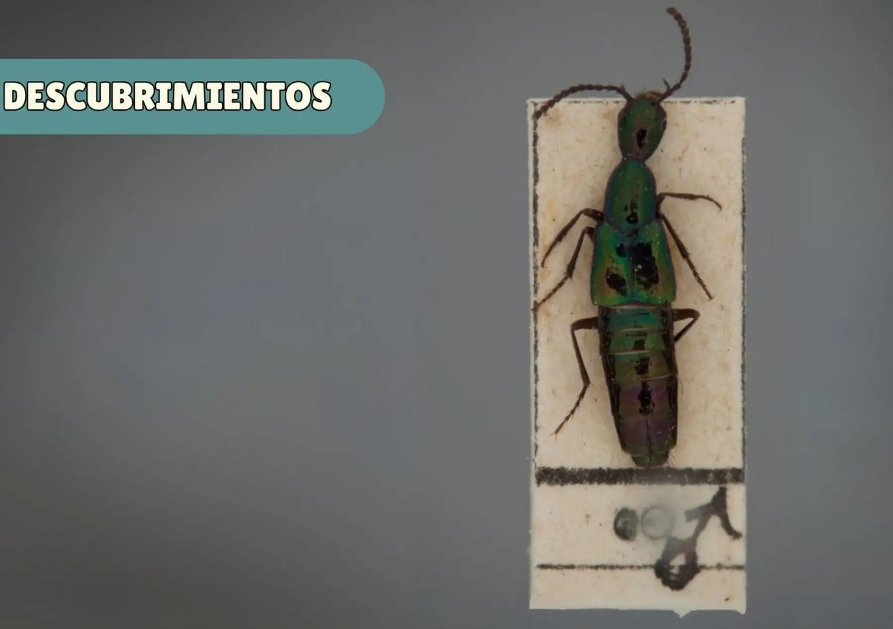 Un equipo internacional de entomólogos identificó dos nuevas especies de escarabajos en Cusco, a más de 3,000 metros de altitud, informó el Museo de Historia Natural. ANDINA/Difusión
