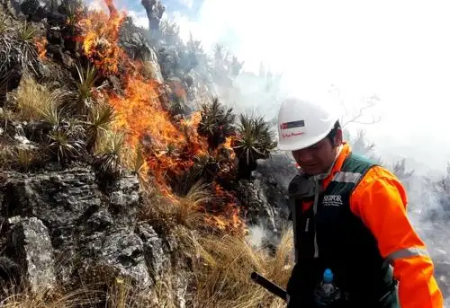 Los incendios forestales en Cajamarca han disminuido significativamente en lo que va del año, gracias a la campaña de concientización para prevenir este tipo de siniestros. ANDINA/Difusión