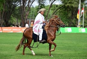 Peruvian Paso Horse. Photo: ANDINA / Difusión.