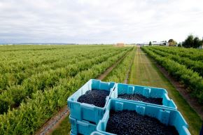 El arándano es uno de los principales productos de exportación del Perú. ANDINA/Difusión