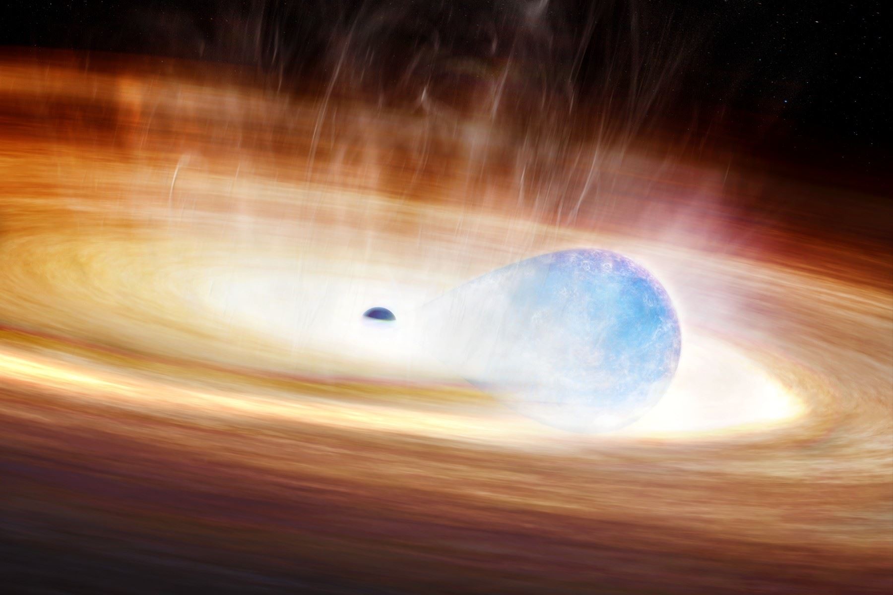 This artist’s graphic shows the massive star and black hole before the supernova explosion, when the star’s shape is stretched by gravitational forces from the black hole. Foto: Melissa Weiss/Center for Astrophysics