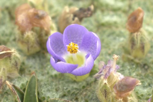 Nototriche, especie vegetal descubierta en los Andes peruanos. ANDINA/archivo