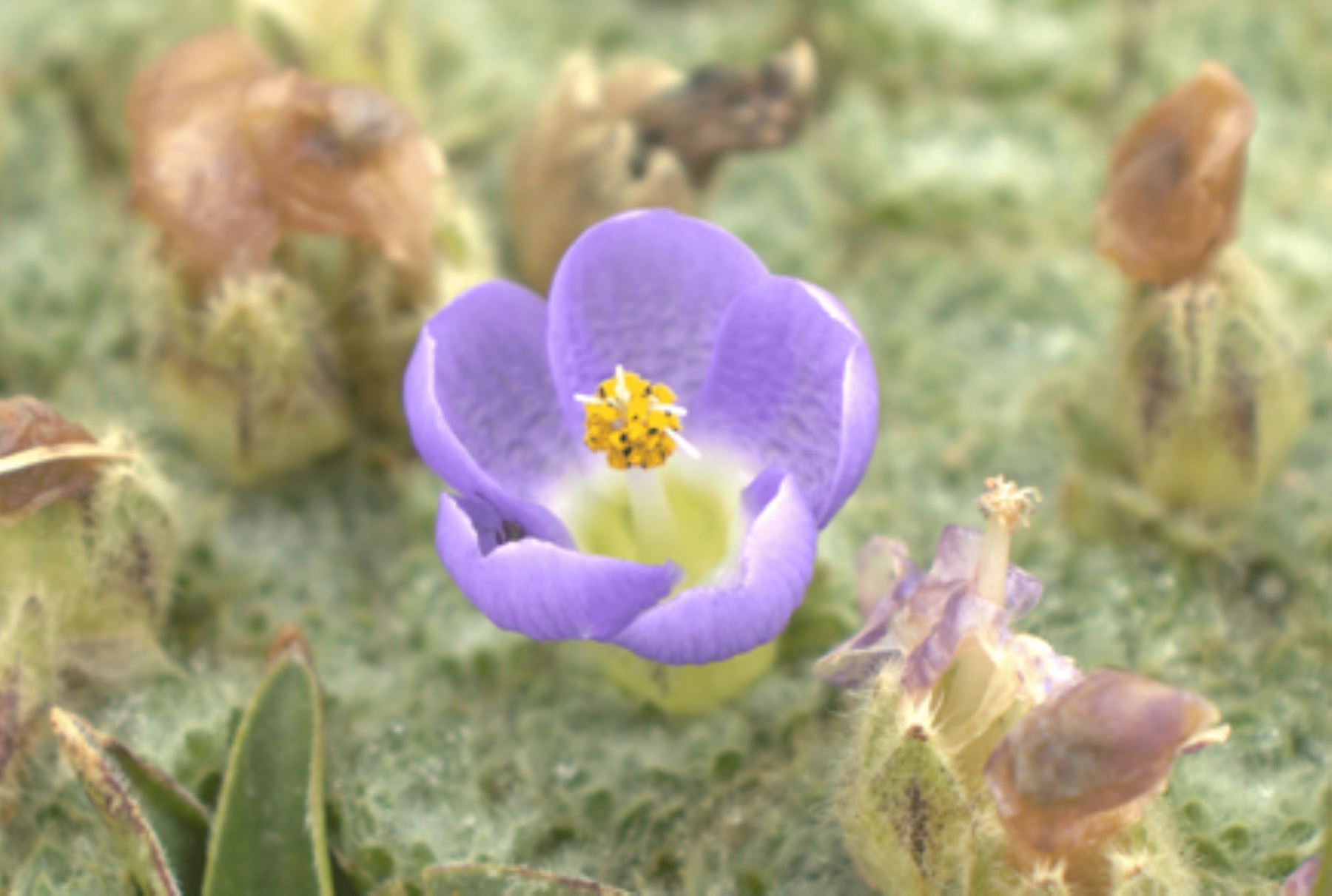 Nototriche, especie vegetal descubierta en los Andes peruanos. ANDINA/archivo