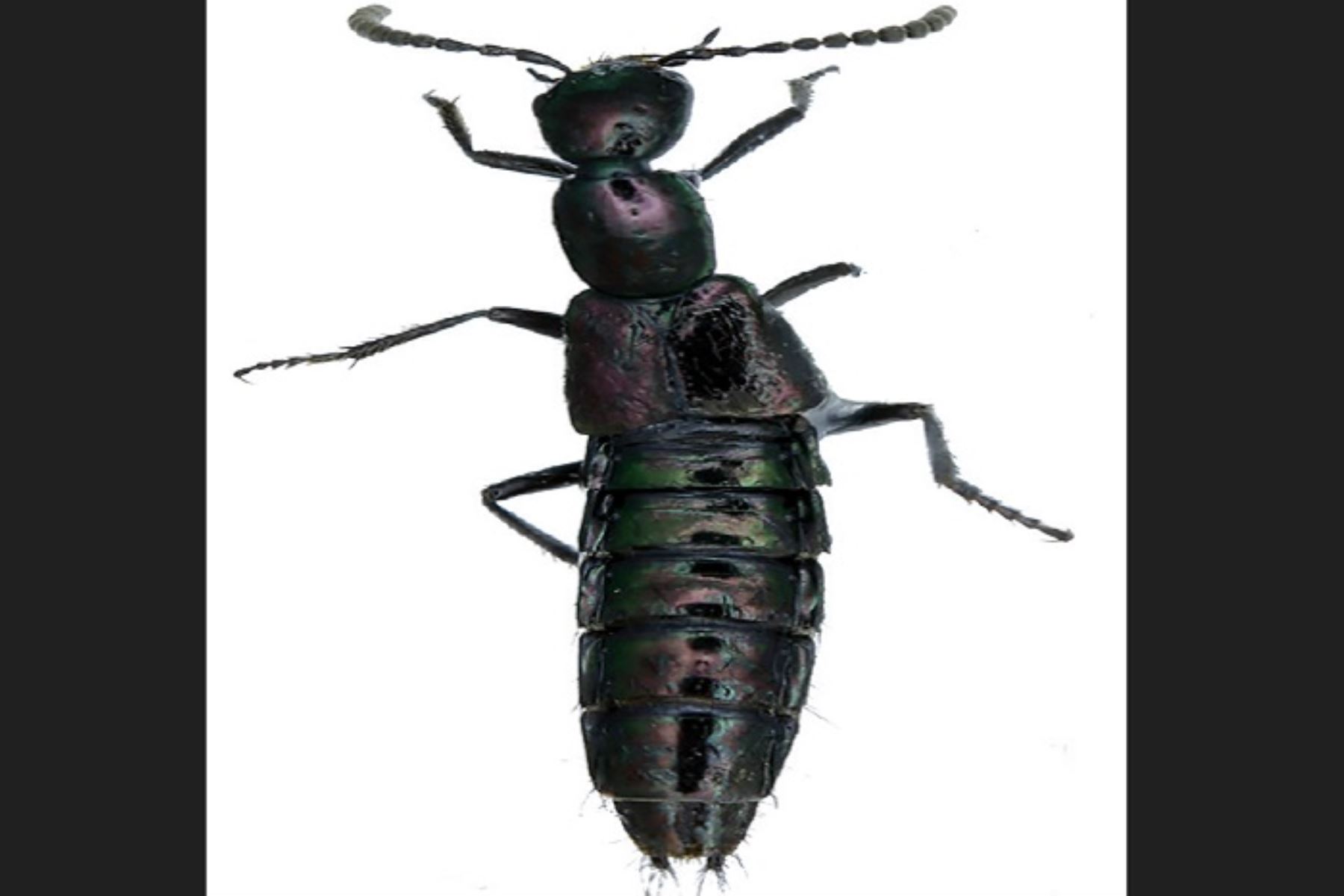 Además de la Konradus trescrucensis, se registraron la Konradus cuscensis, la Yuracarus yunguensis y la Yuracarus cosnipatensis en la zona de amortiguamiento del parque.