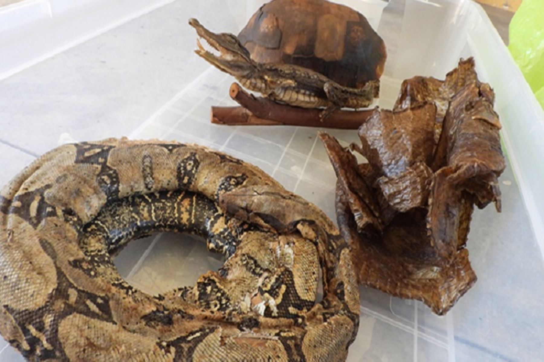 Con estas intervenciones buscan identificar a quienes comercian ilegalmente productos de fauna, recuperar nuestro patrimonio natural y aplicar las sanciones administrativas y penales que correspondan.