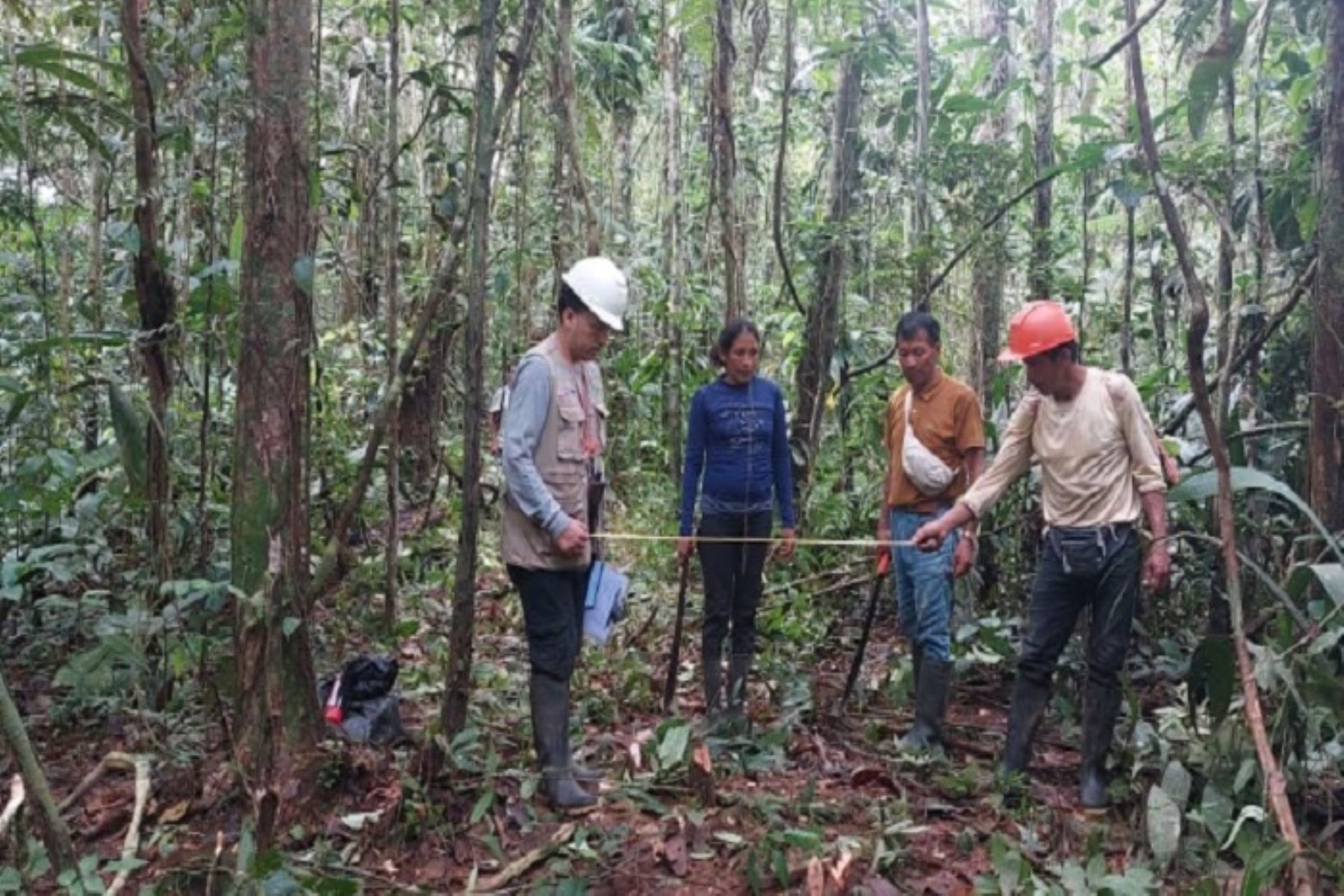 Se compensar ámás de 12 millones de soles de multas forestales.