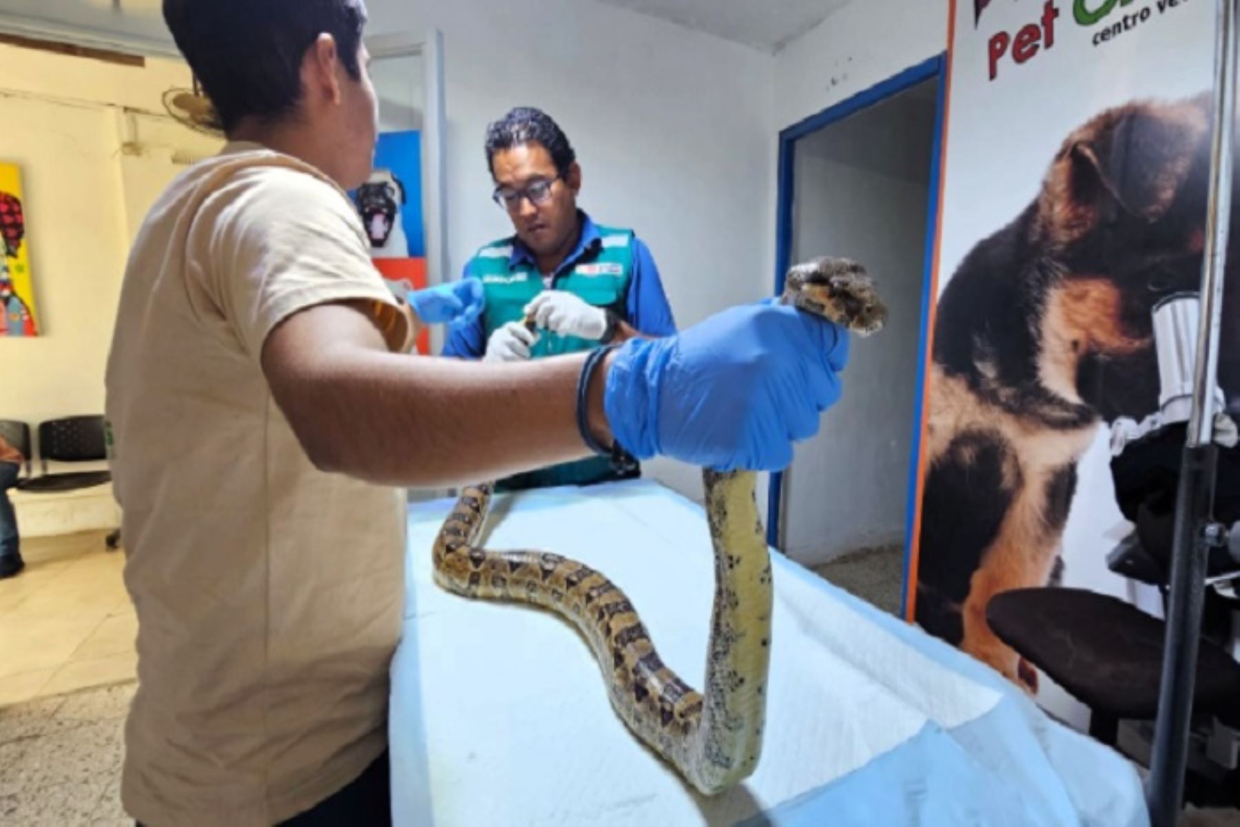 La boa habría escapado de la tenencia ilegal en una vivienda cercana, donde sería taxidermizada (disecada), con fines de ser utilizada por personas que se dedican a la chamanería.